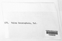 Valsa ceratophora image